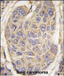 B2M Antibody (C-term)